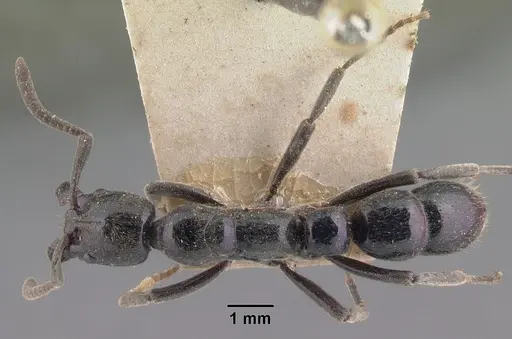 Euponera sikorae - CASENT0101862