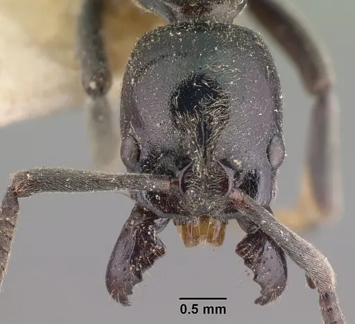 Euponera sikorae - CASENT0101862