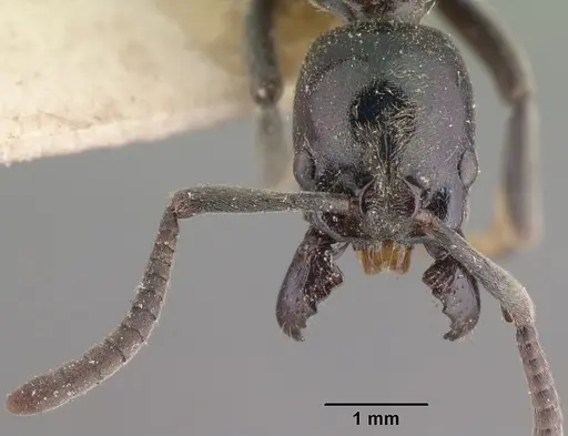 Euponera sikorae - CASENT0101862