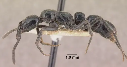 Euponera sikorae - CASENT0101862