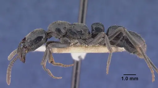 Euponera sikorae - CASENT0101862