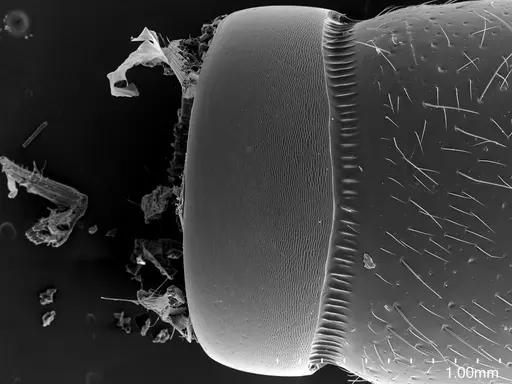 Euponera sikorae - CASENT0134248