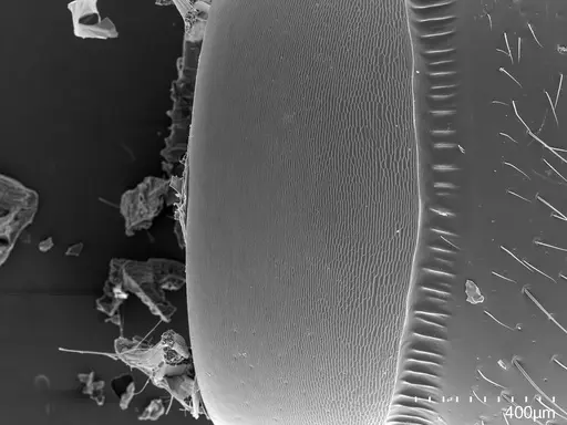 Euponera sikorae - CASENT0134248