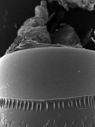 Euponera sikorae - CASENT0134370