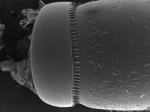 Euponera sikorae - CASENT0134370