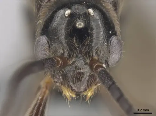 Euponera sikorae - CASENT0267648