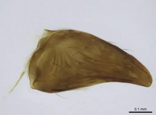 Euponera sikorae - CASENT0267648