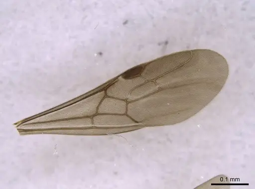 Euponera sikorae - CASENT0267648