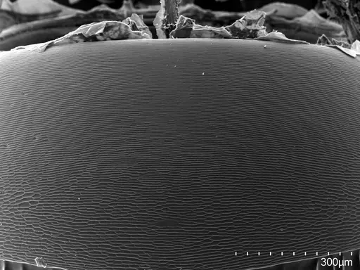 Euponera sikorae - CASENT0274027