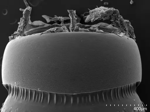 Euponera sikorae - CASENT0274027