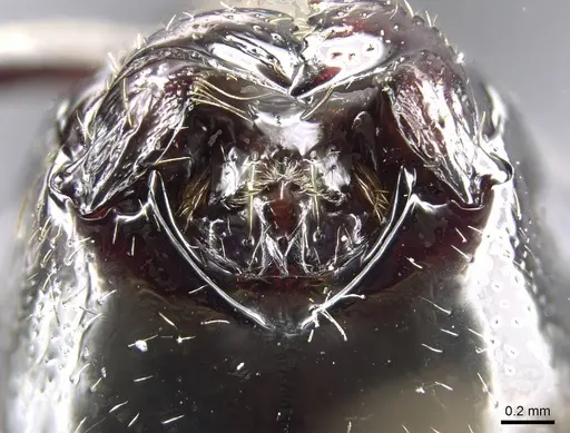 Euponera sikorae - CASENT0300904