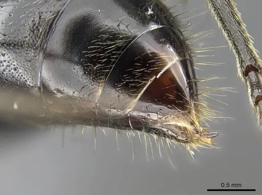 Euponera sikorae - CASENT0300904