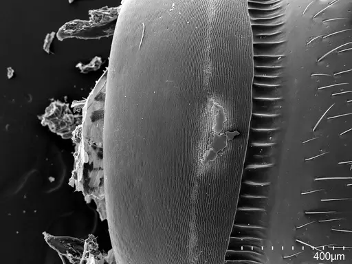 Euponera sikorae - CASENT0456069