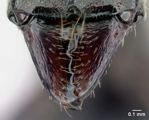 Euponera sikorae - CASENT0456069