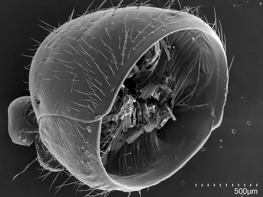 Euponera sikorae - CASENT0456069