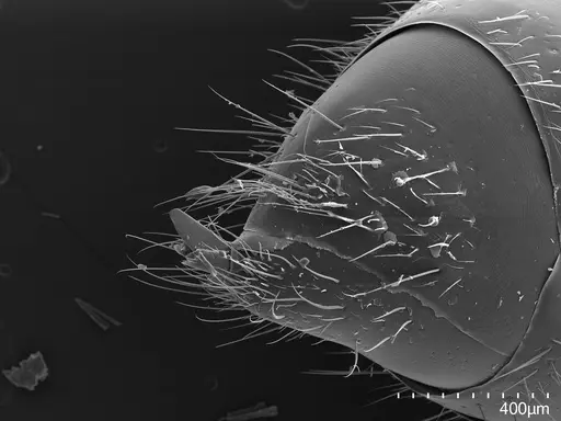 Euponera sikorae - CASENT0456069