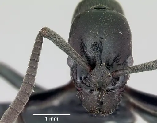 Euponera sikorae - CASENT0487847