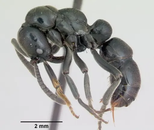 Euponera sikorae - CASENT0487847