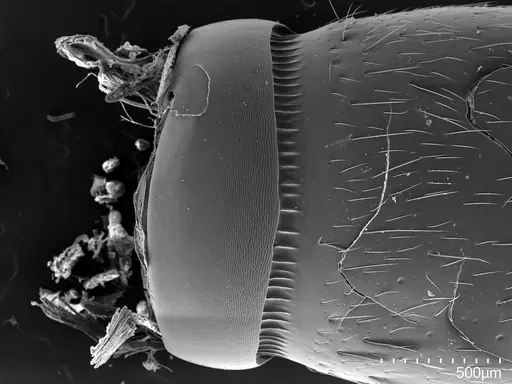 Euponera sikorae - CASENT0497109