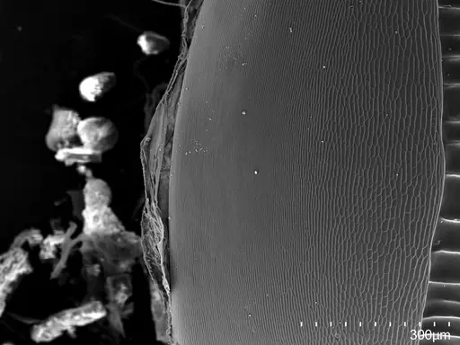 Euponera sikorae - CASENT0497109