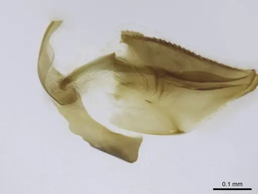 Euponera sikorae - CASENT0497198