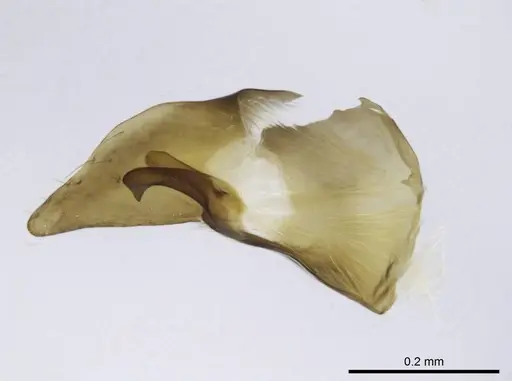 Euponera sikorae - CASENT0497198