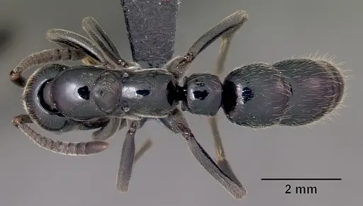 Euponera sikorae - CASENT0497202