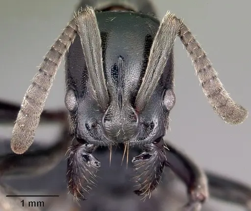 Euponera sikorae - CASENT0497202