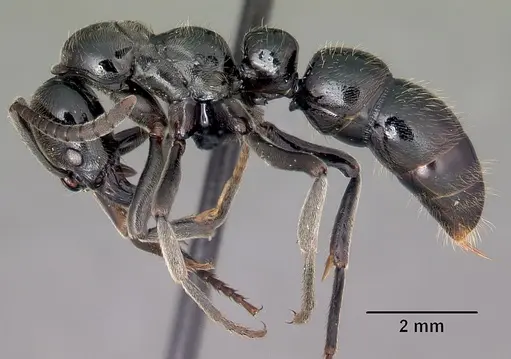 Euponera sikorae - CASENT0497202