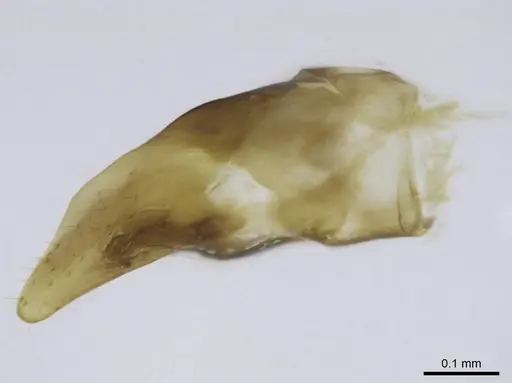 Euponera sikorae - CASENT0746990