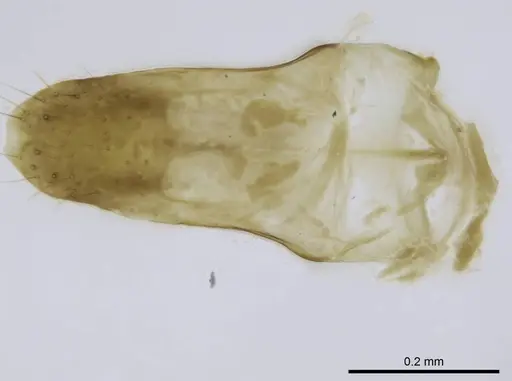 Euponera sikorae - CASENT0746990