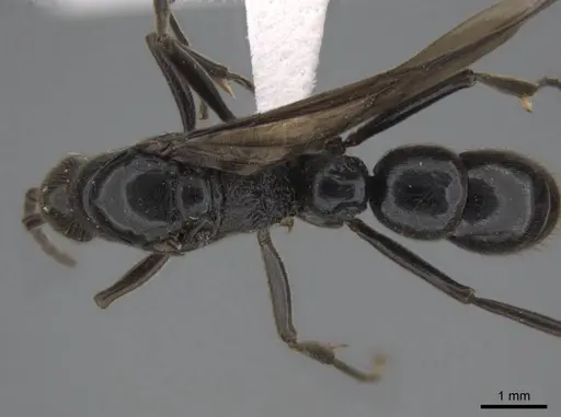 Euponera sikorae - CASENT0746992