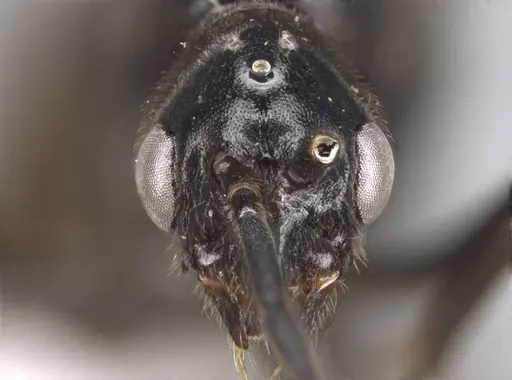 Euponera sikorae - CASENT0746992