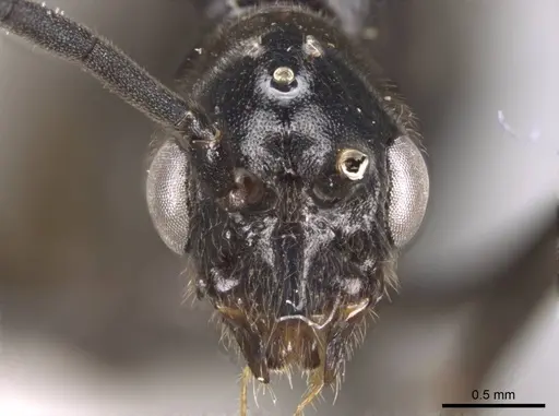 Euponera sikorae - CASENT0746992