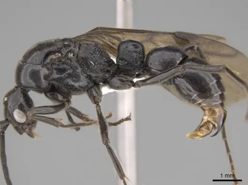 Euponera sikorae - CASENT0746992