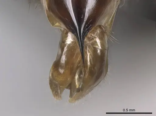 Euponera sikorae - CASENT0746992