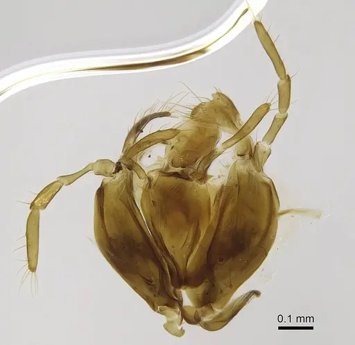 Euponera sikorae - CASENT0810243