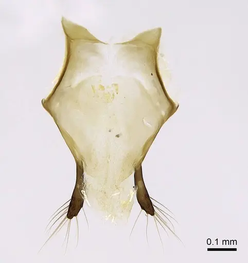 Euponera sikorae - CASENT0810243