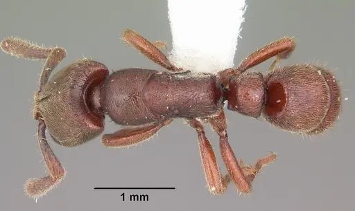 Euponera sjostedti specimen