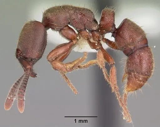 Euponera sjostedti specimen