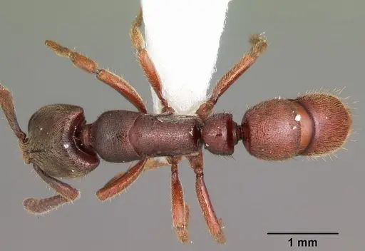 Euponera sjostedti - CASENT0104155