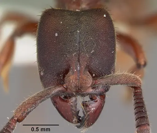 Euponera sjostedti - CASENT0104155