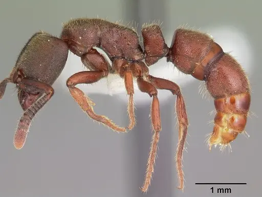 Euponera sjostedti - CASENT0104155