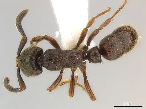 Euponera sjostedti - CASENT0217142