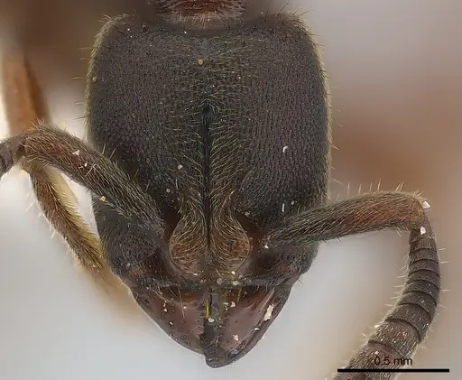 Euponera sjostedti - CASENT0217142