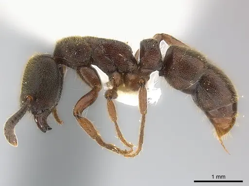 Euponera sjostedti - CASENT0217142