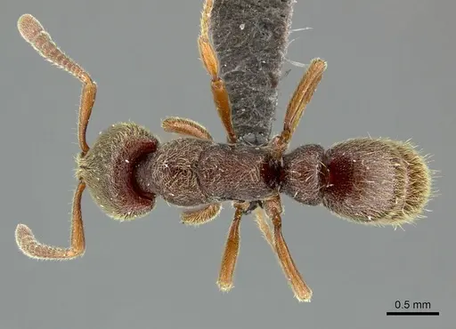 Euponera sjostedti - CASENT0235601