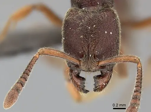 Euponera sjostedti - CASENT0235601