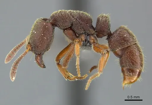 Euponera sjostedti - CASENT0235601