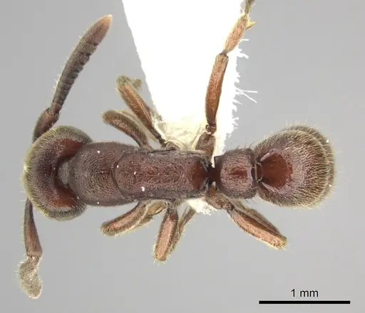 Euponera sjostedti - CASENT0249206